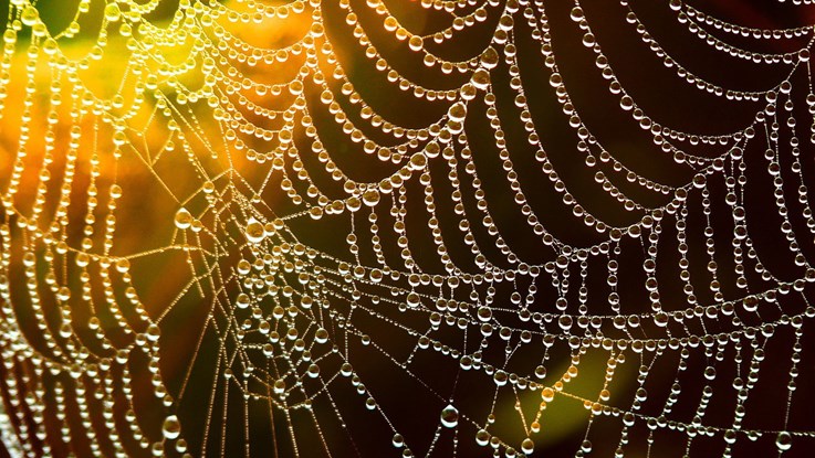 A spider's web with water drops.
