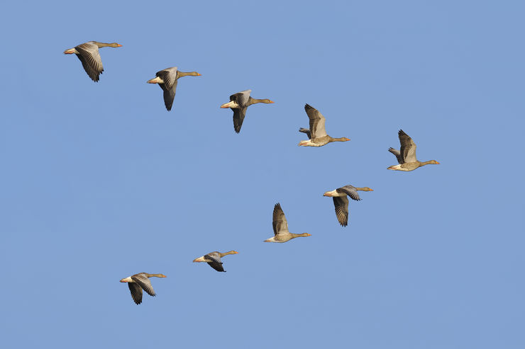 Flock of migrating greylag geese flying in V-formation.