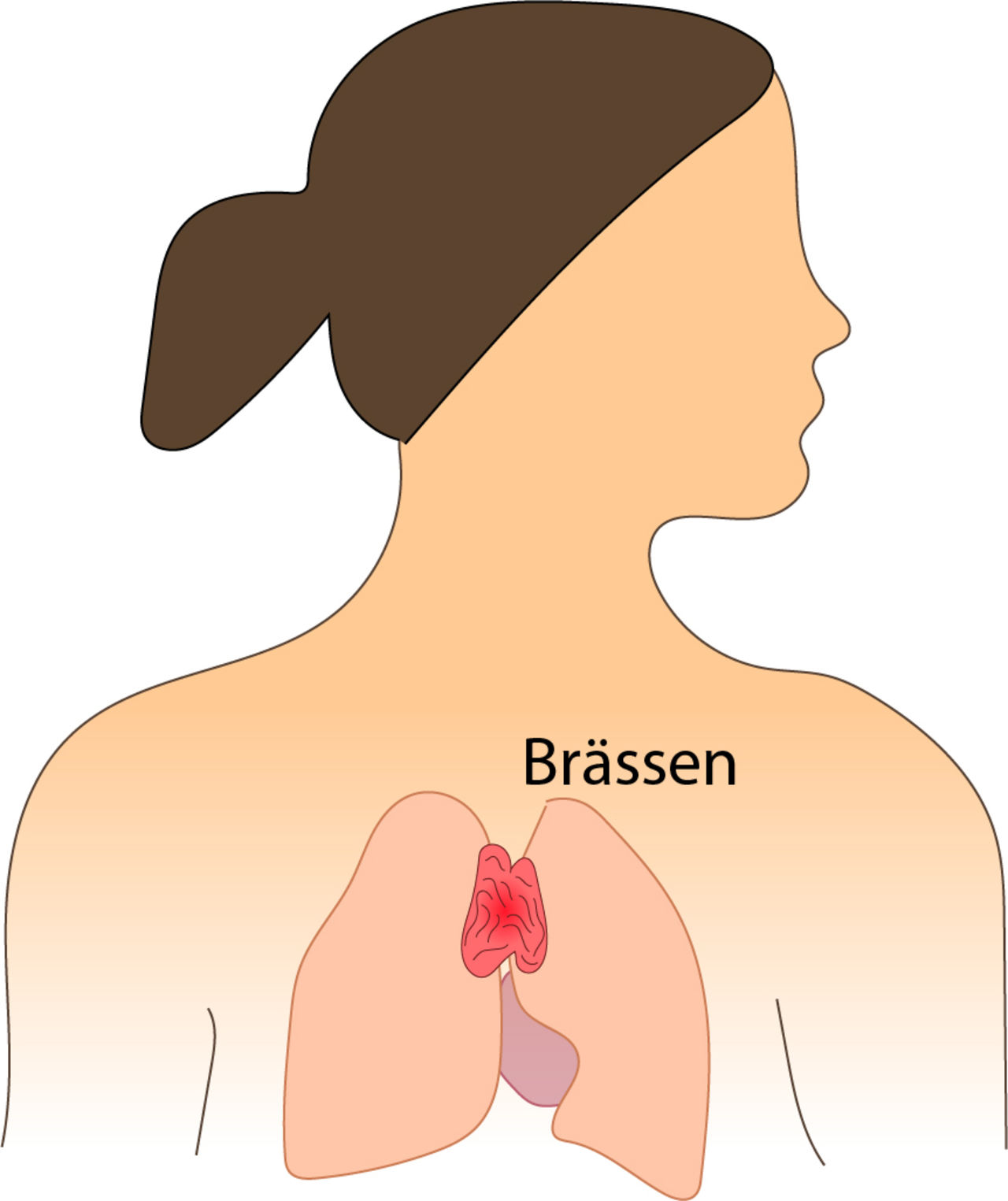 Det lilla organet tymus, eller brässen, har en viktig roll i immunförsvaret. Illustration: Sandra Hellberg