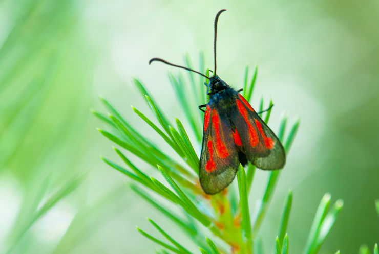 butterfly with red and black wings