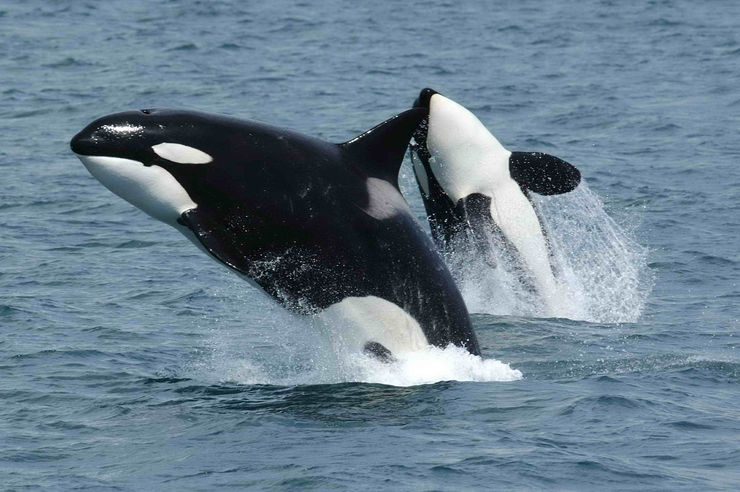 killer whale