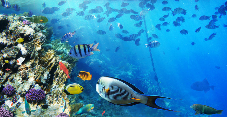 korallrev och färgglada fiskar