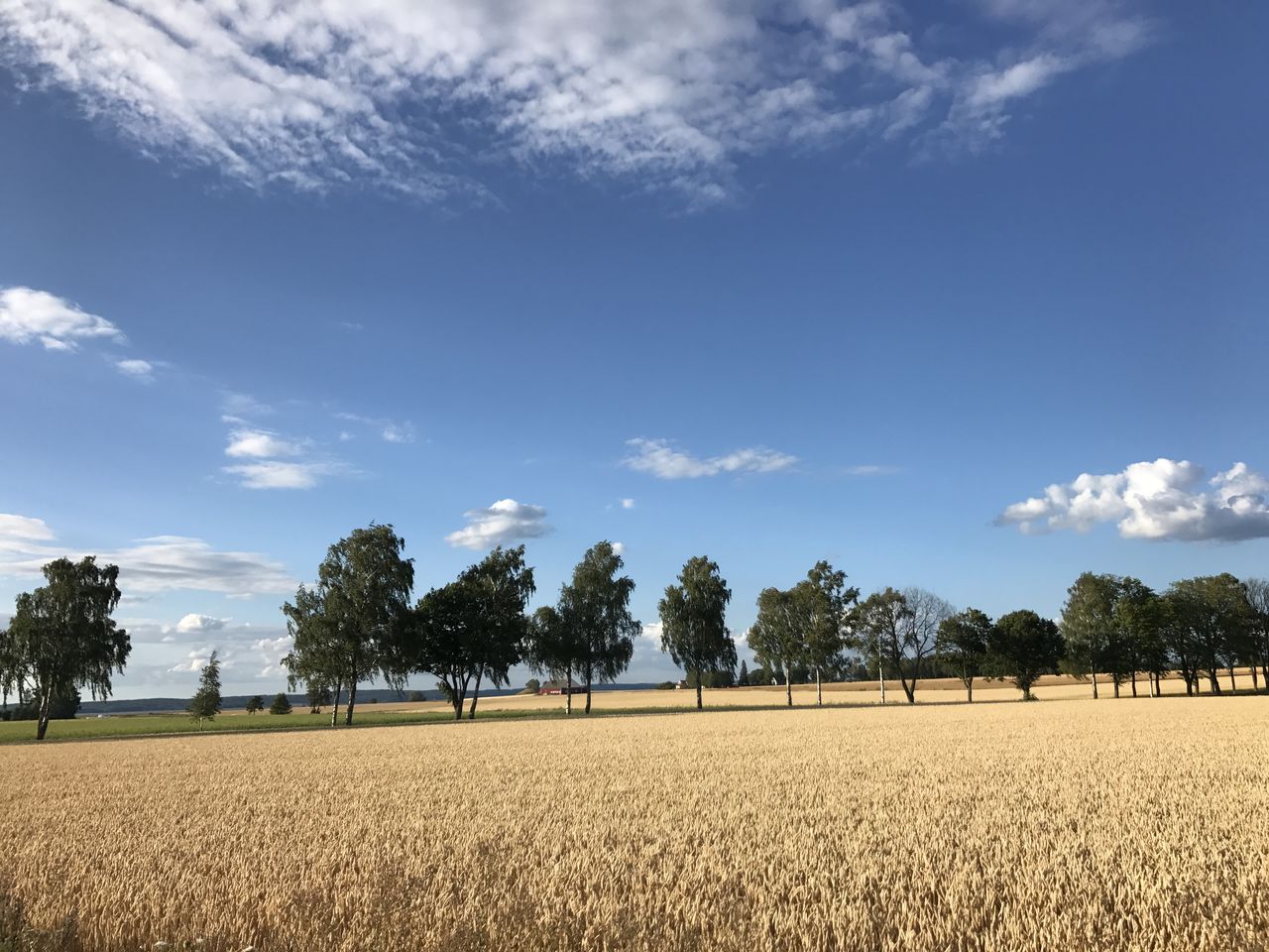 The image shows a wheat field on a sunny autumn day
