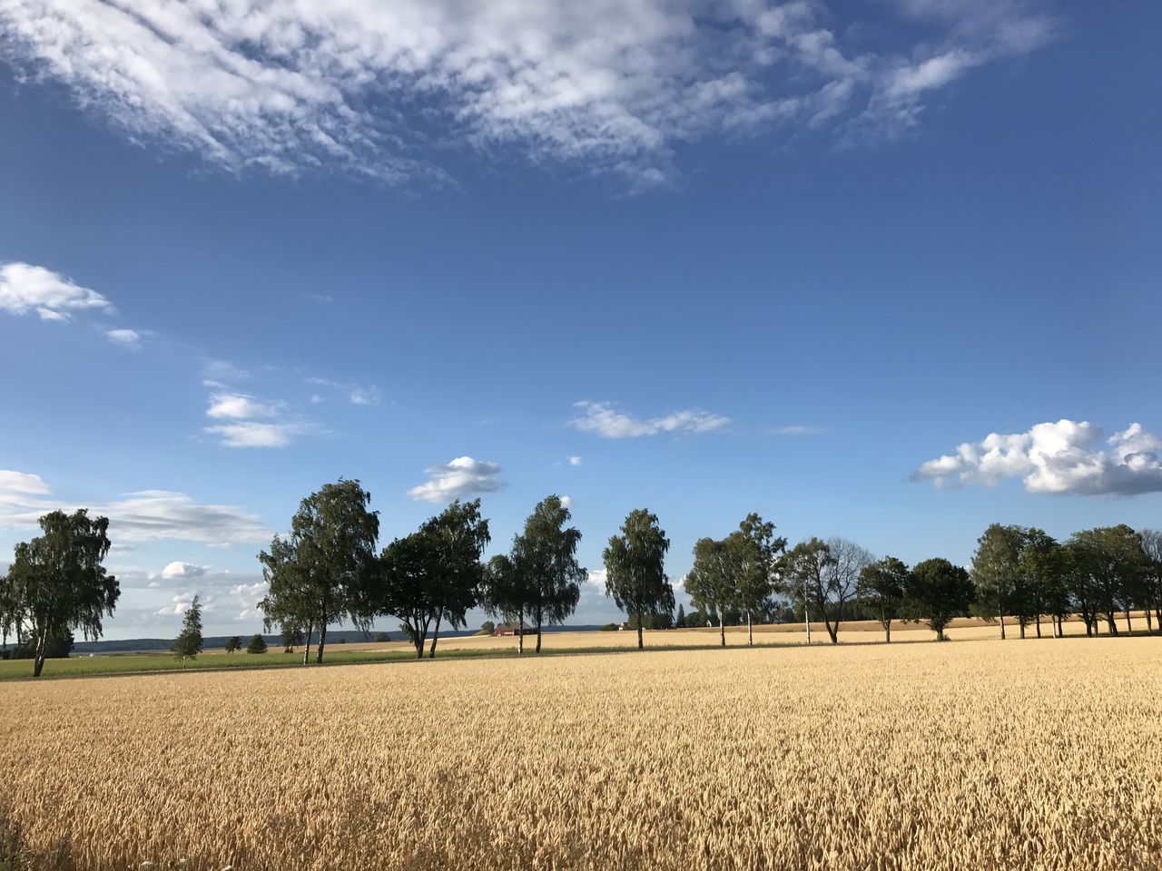 Bilden visar vetefält en solig höstdag