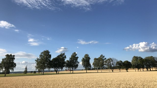 The image shows a wheat field on a sunny autumn day
