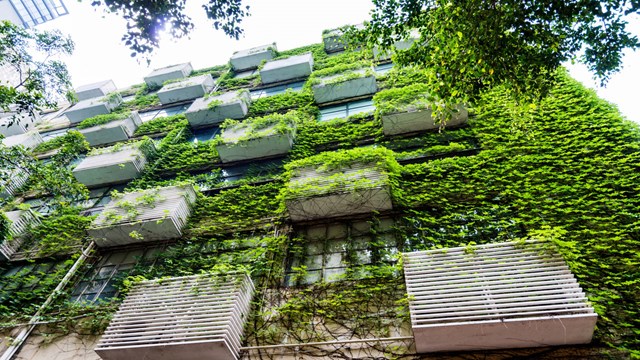 Gröna växer odlade på fasaden till ett bostadshus.
