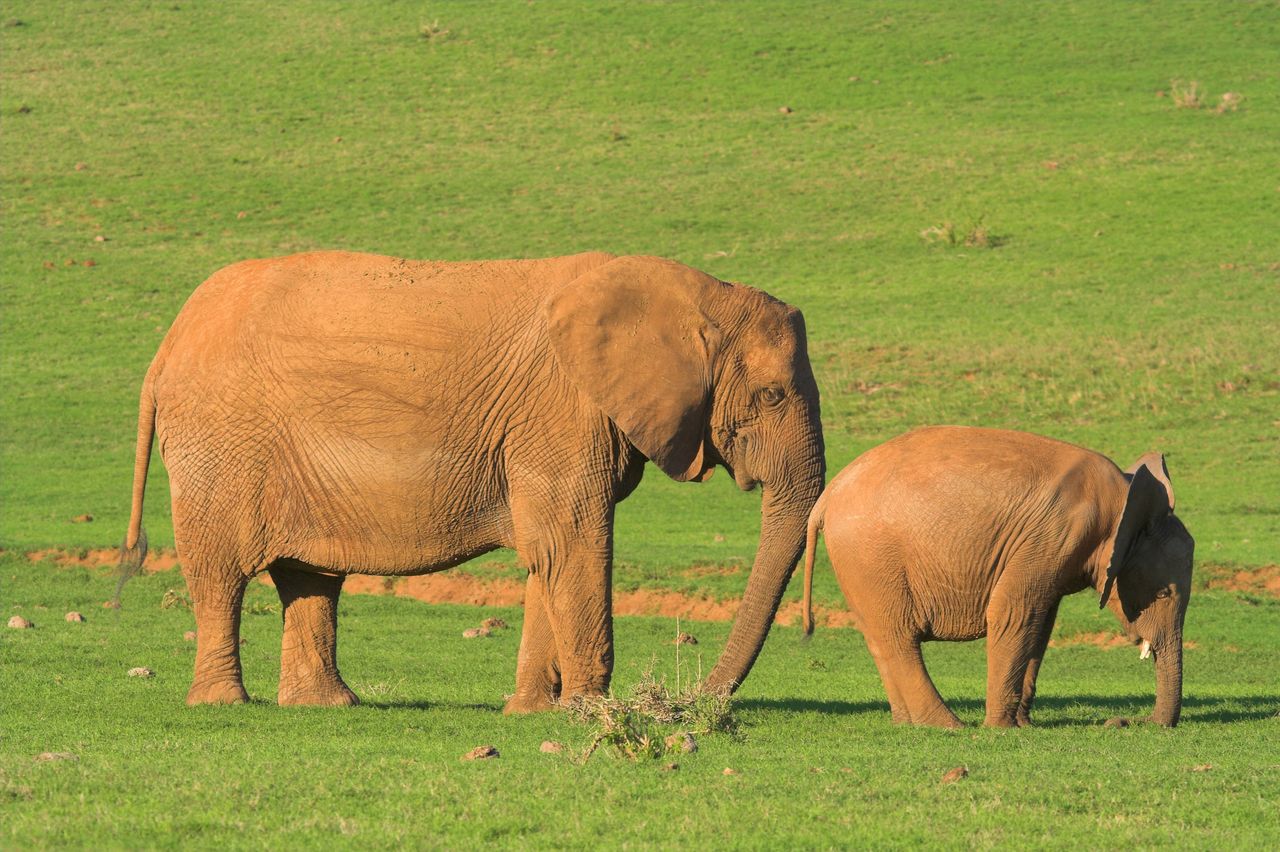 Elefant knuffar unge