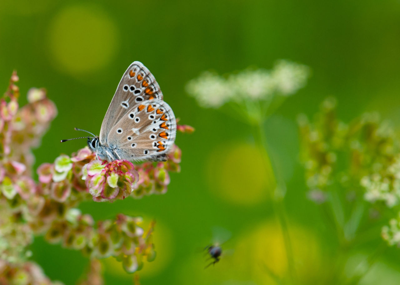 butterfly sitting on wild flower