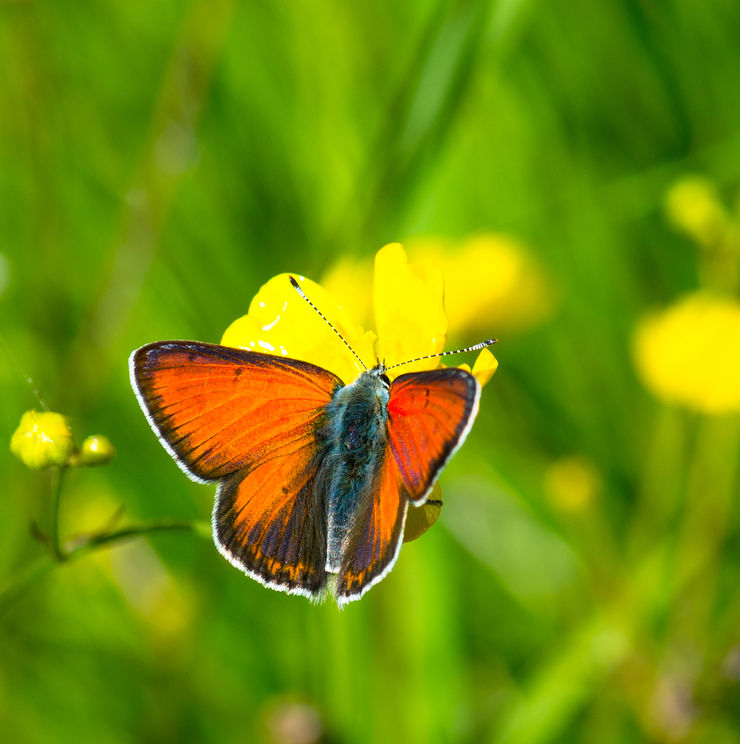 orange fjäril på ängsblomma