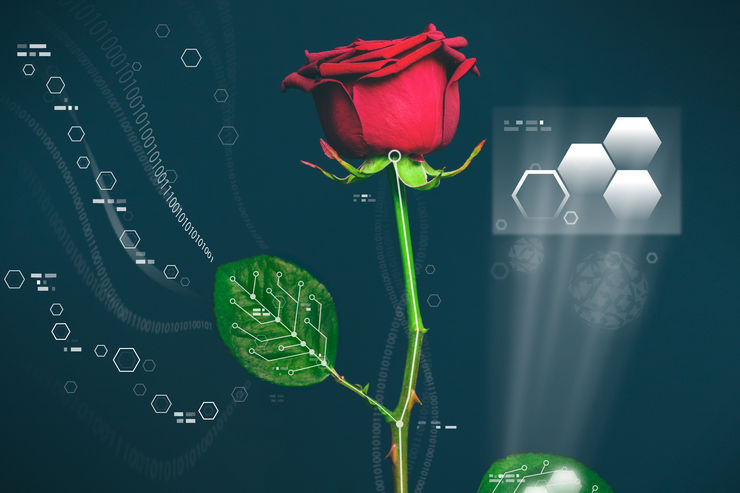 Power plant, organic electronics, a red rose.