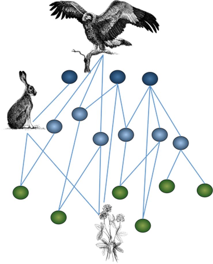 schematisk bild över ekologiska nätverk