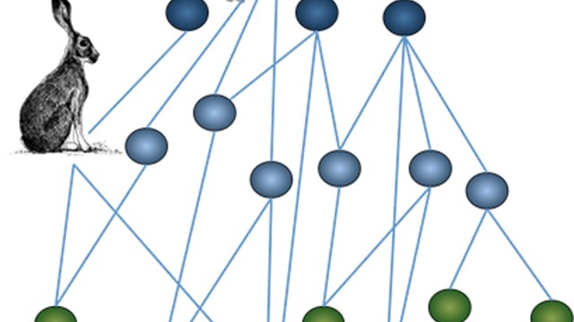 schematic image of ecological networks