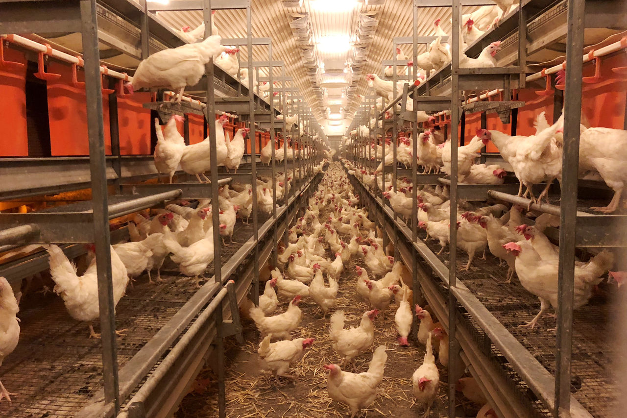 Chickens inside the poultry house