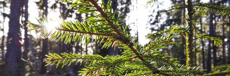 Detail image of spruce twig in backlight.