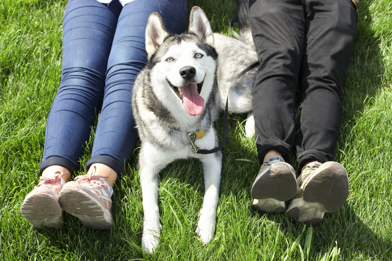 Man & woman sitting with siberian husky dog with pointy ears and tongue sticking out. Casual couple resting on mawed grass lawn with their funny pet friend in city park. Background, close up, top view
