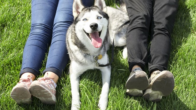 dog resting between human legs on grass