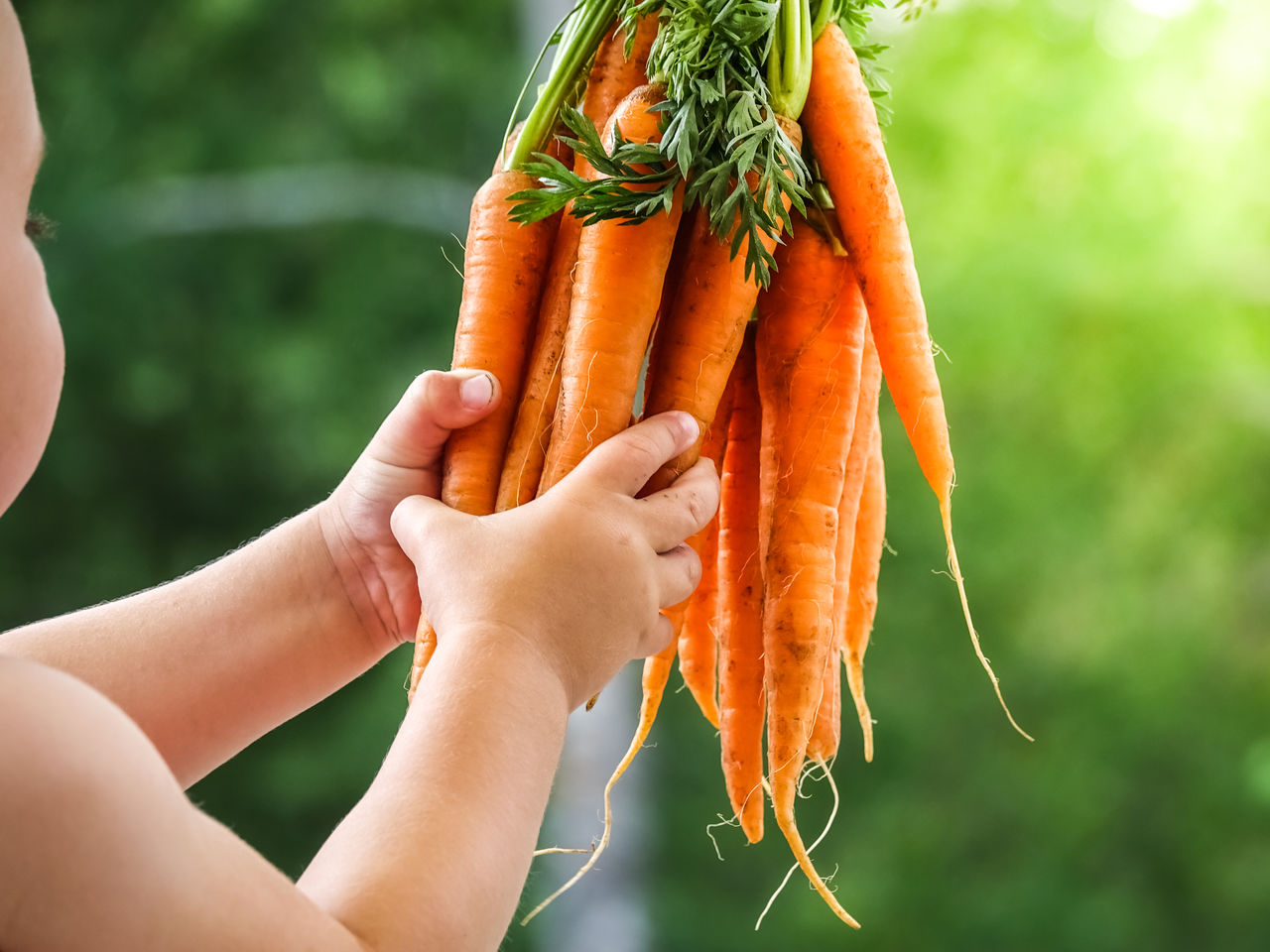 Curious child holding a bundle of carrots in green garden. Concept for sustainable ecological farming and harvest.