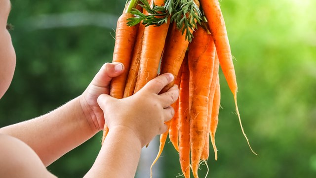 a bundle of carrots