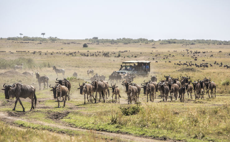 Herd of wildebeests on the savannah in Masai Mara, Kenya. Safari vehicle with tourists in the background