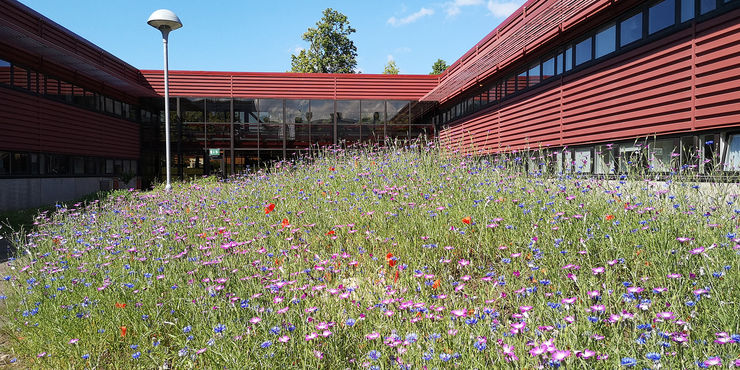 Blomsteräng på innergården i B-huset, Campus Valla