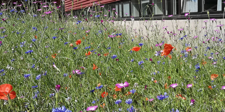 Blomsteräng på innergården i B-huset, Campus Valla