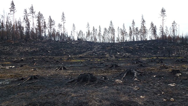 Ett område med skog som blivit brandhärjat.