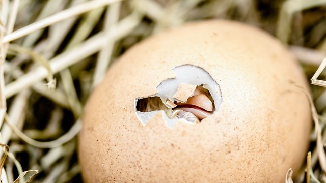 kläckande kyckling tittar ut från ägg