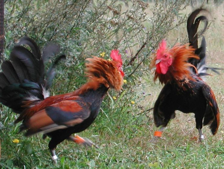 fighting roosters