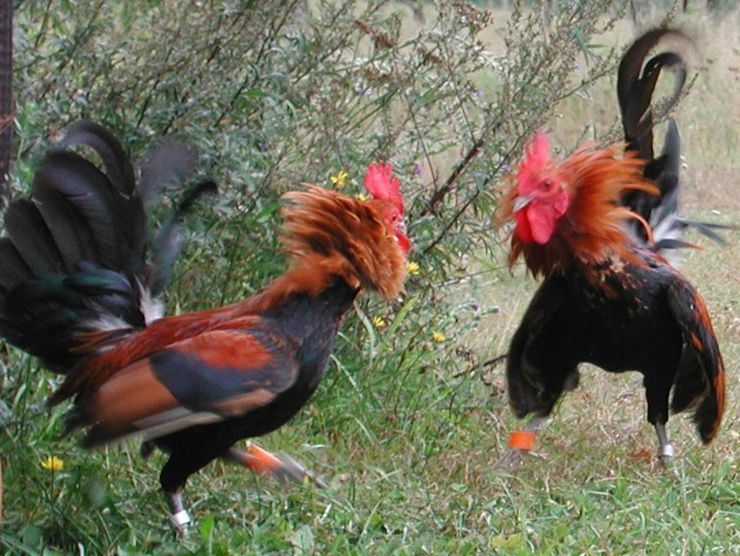 Personality and cognition help red junglefowl climb the pecking order - Linköping  University