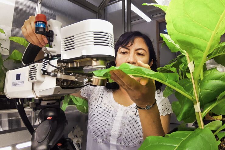Miriam Huerta examines a plant. 