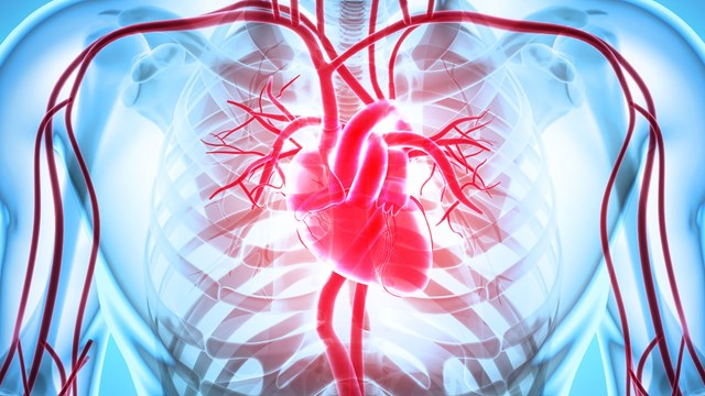 illustration of the heart.