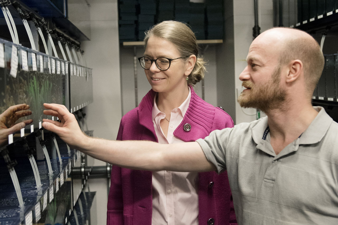 Anna Fahlgren och Lasse Jensen tittar på vuxna zebrafiskar i akvarier.