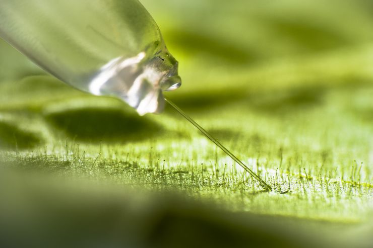 A thin needle injects liquid into leaf tissue. 