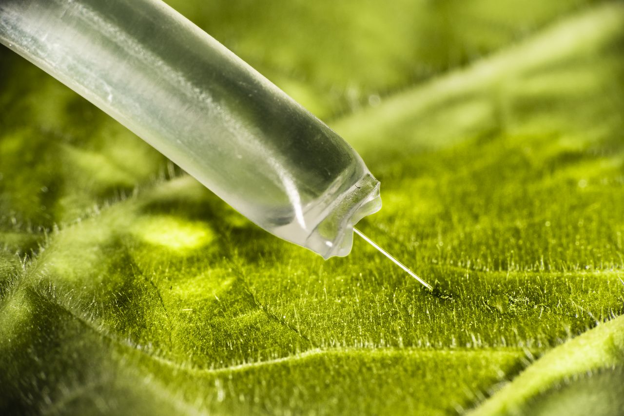 Organic electronic ion pump delivering plant hormones to leaf tissue for stomata control
