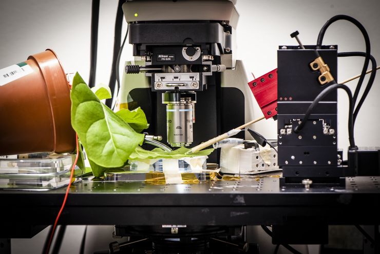 Lab gear connected to a plant in a plastic pot on a table. 