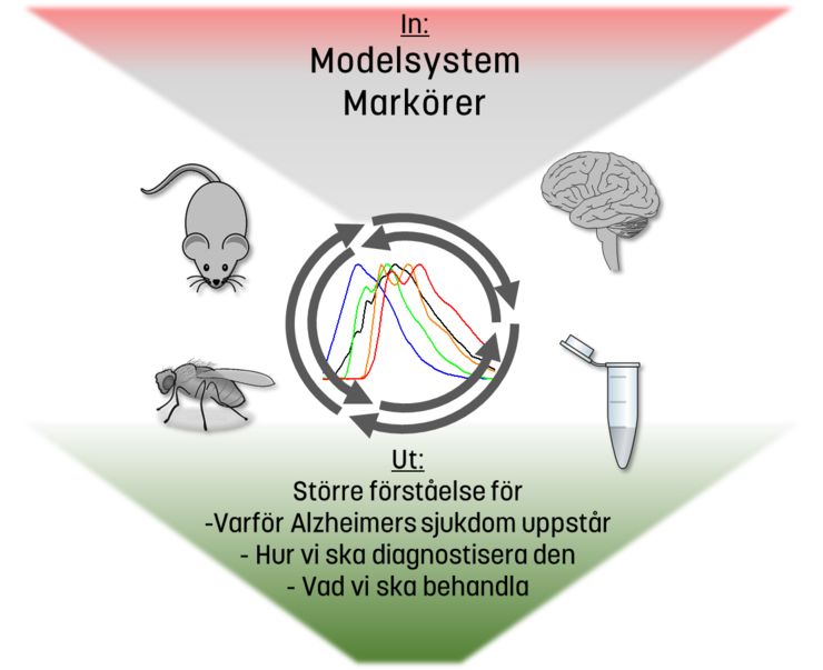 modellbild över forskningsförloppet