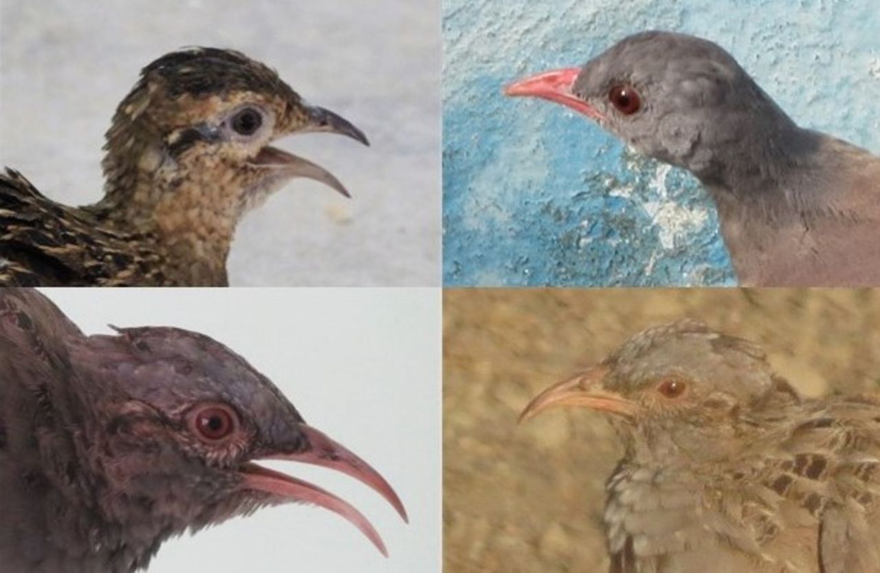 teaser image Altimiras Group