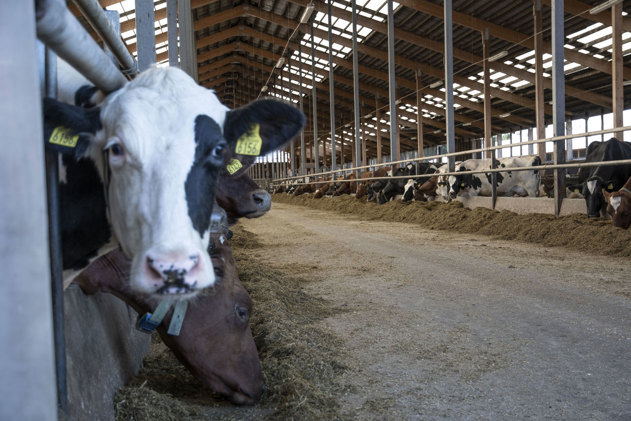 Study visit Vadsbo milk.