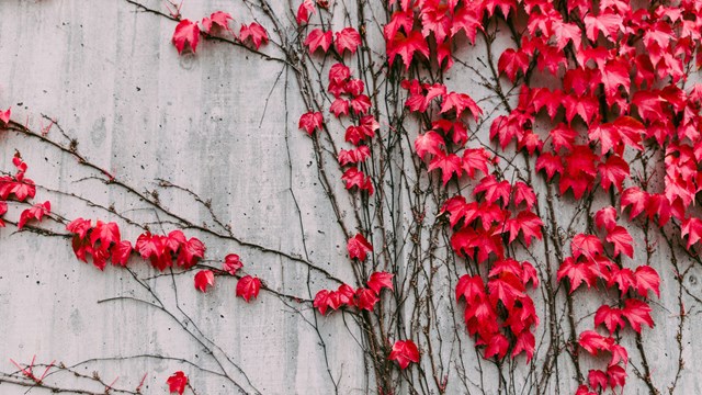 Röda klättervildvinslöv på en grå vägg.