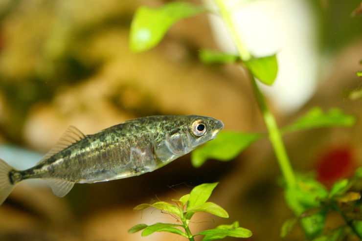The three-spined stickleback (Gasterosteus aculeatus), a robust frequently occurring small fish.