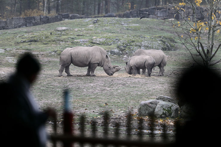 A family of rhinos