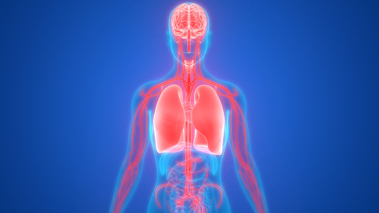 3D Illustration of Human Lungs with Circulatory System Anatomy