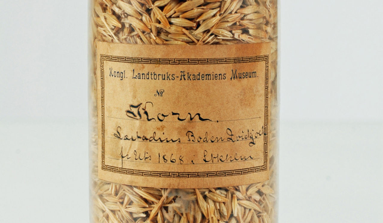 old barley in glass jar
