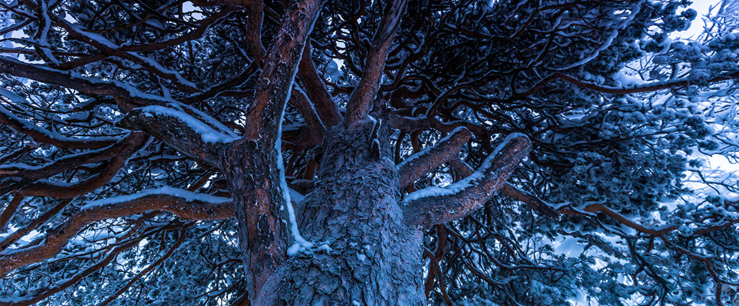 Close-up of a tree crown in snow.