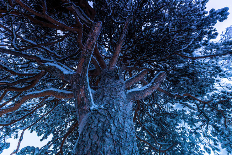 A tree in snow.