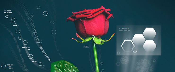 Power plant, organic electronics, a red rose.