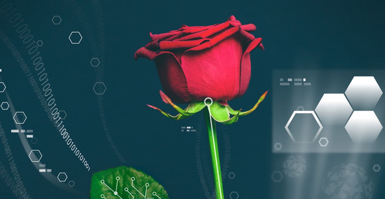 Power plant, organic electronics, a red rose.