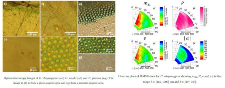 Synthesis and characterization of chiral organic nanostructures