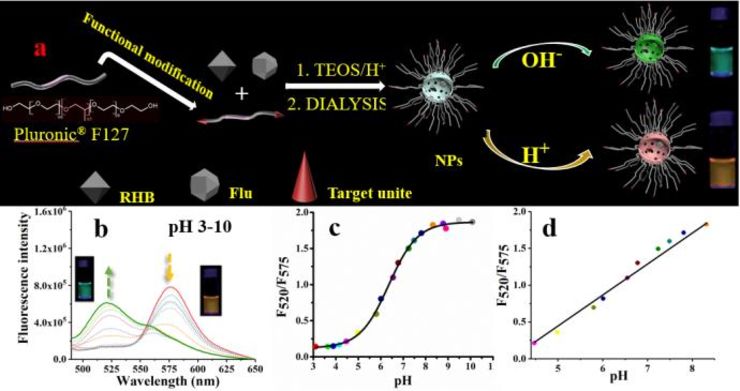 Biocompatible and targetable fluorescent nanoprobe for in vivo and in vitro pH sensing