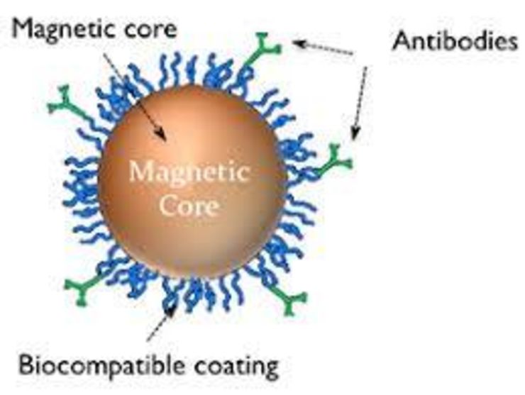 Schematic picture of an antibody conjugated FeNP